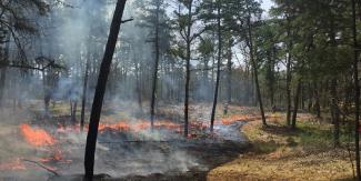 smoke coming from the base of trees in a forest