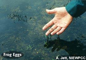 Frog eggs