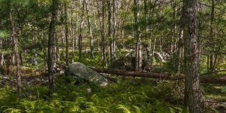 forest interior with logs and grass