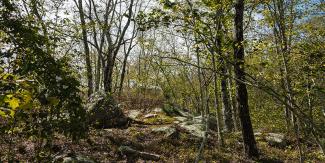brush and trees in interior of forest