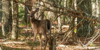 deer in forest
