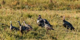 several wild turkeys