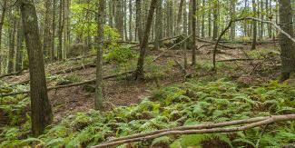 greenery on forest floor
