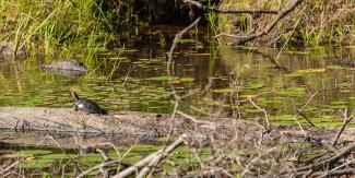 Freshwater Wetlands