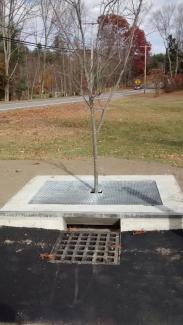 small tree in a grate over a drain