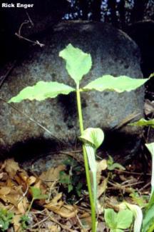 Jack in the Pulpit