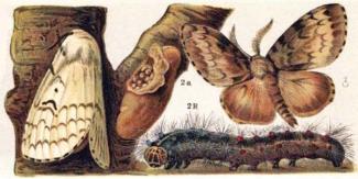 illustration of lifecycle of a gypsy moth