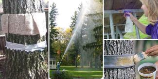 trees and wooden structure being cleaned and treated