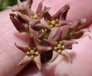 Pale Swallowwort flower