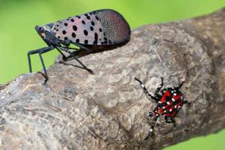 spotted lantern fly