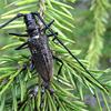 Black Fir Sawyer Beetle on leaf