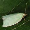 Green Oak Tortrix Moth on leaf
