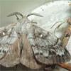 Siberian silk moth