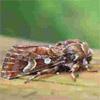 Pine beauty moth