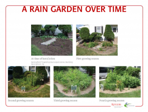 A Rain Garden Over Time Cover image