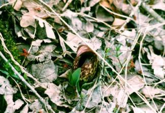 Skunk Cabbage