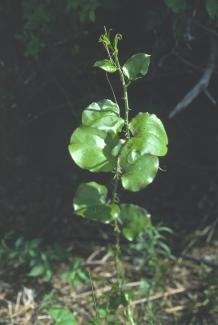 Greenbriar leaf