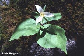 Trillium