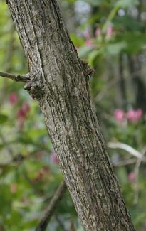Tatarian Honeysuckle tree