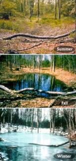 Vernal Pools