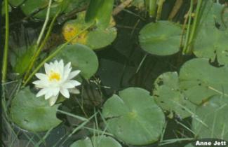 White Water Lily