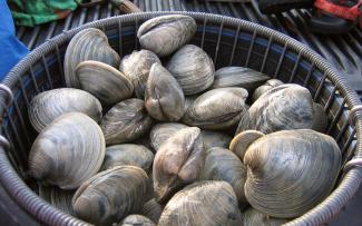 Quahogs