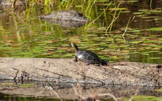 Native Turtle