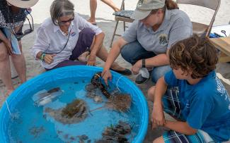Tidal pool demo
