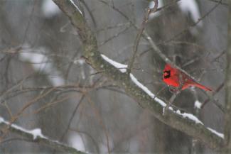 A bright red male Northern cardinal perches on a branch in the snow. 