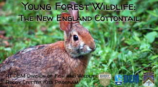 A New England cottontail on the cover slide of a Powerpoint