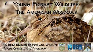 An American woodcock on the title slide of a Powerpoint