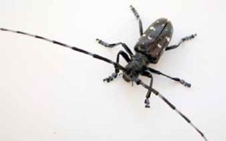 Adult Asian Longhorned Beetle, male. Jennifer Forman Orth, Mass DAR