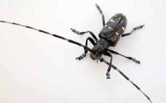 Adult Asian Longhorned Beetle, male. Jennifer Forman Orth, Mass DAR 