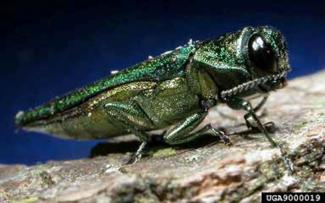 Green insect with large black eyes