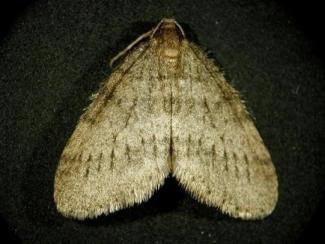 Winter Moth