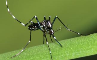 Striking but dangerous, the Asian Tiger Mosquito has become prevalent in Rhode Island and state agencies urge the public to protect themselves from this daytime biter. Susan Ellis photo