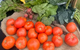 bright red tomatoes with radish behind them