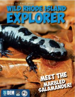 A marbled salamander on the fall 2023 cover of Wild Rhode Island Explorer. 