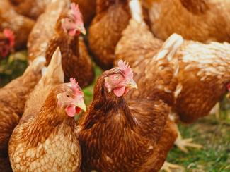 Photo by Alexas Fotos: https://www.pexels.com/photo/flock-of-hens-on-green-field-2255459/