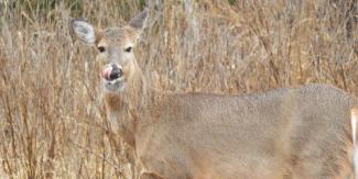 White tailed deer