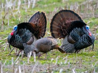 male and female turkey