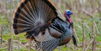 A tom turkey walking in a field