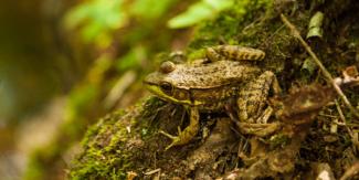 Frog at Durfee Hill Management Area