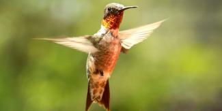 Hummingbird in flight