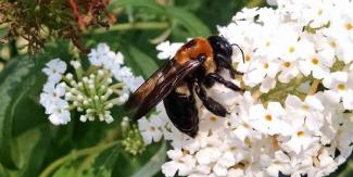 Carpenter bee sitting on a white flower