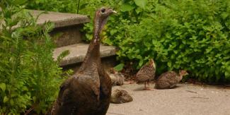 A female turkey with poults