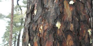 Resin tubes on Pitch pine indicating southern pine beetle